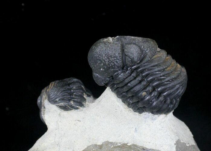 Double Morocops Trilobite - Foum Zguid, Morocco #22138